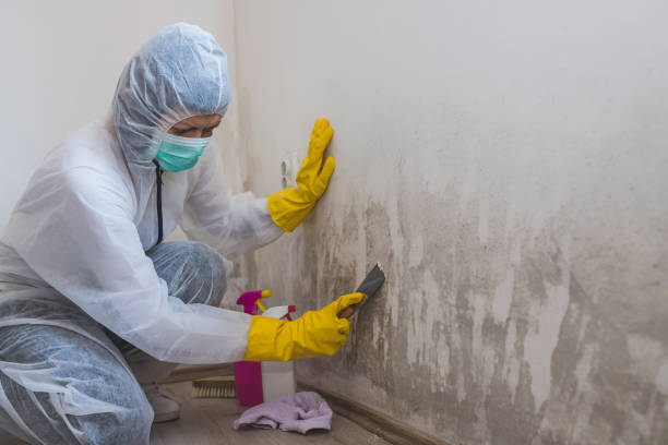 Best Crawl Space Mold Remediation in Royal Palm Estates, FL