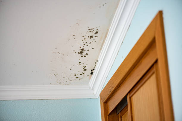 Best Kitchen Mold Remediation in Royal Palm Estates, FL