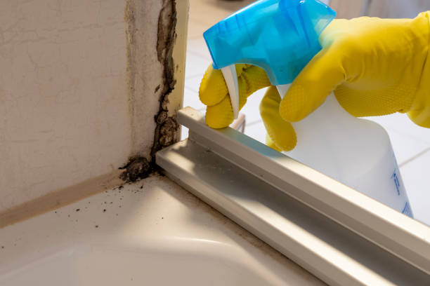 Best Attic Mold Remediation in Royal Palm Estates, FL